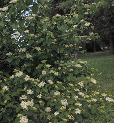 Piccolo albero: Cornus sanguinea